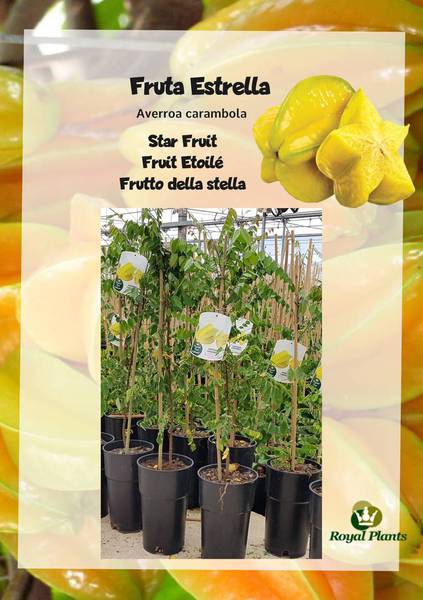 Viveros Royal Plants - Frutales Tropicales -