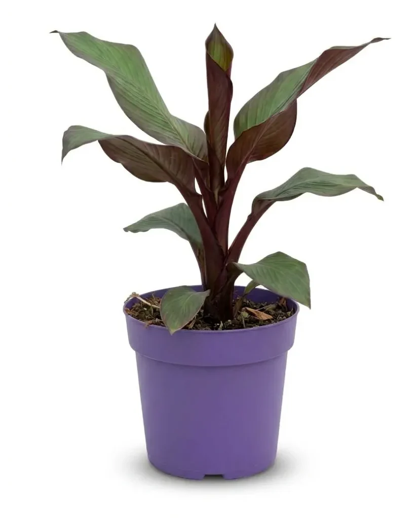 planta ornamental royal plants