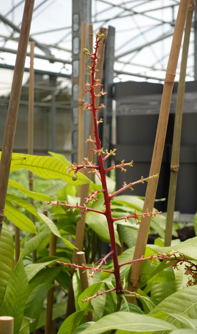 planta mango flor