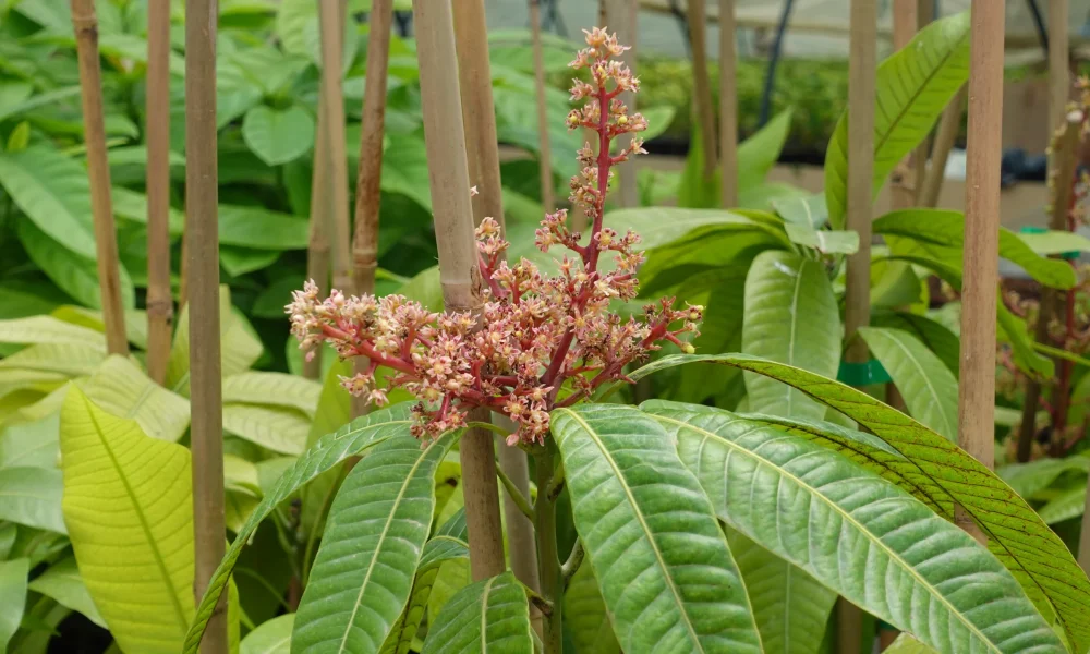 planta mango