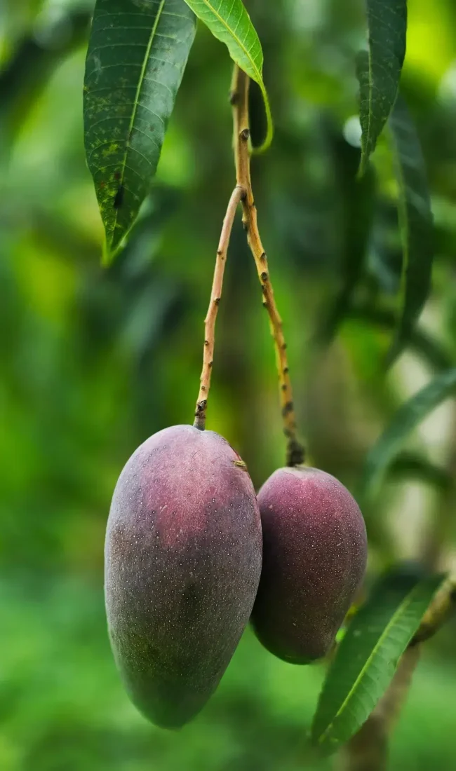 mango axarquia