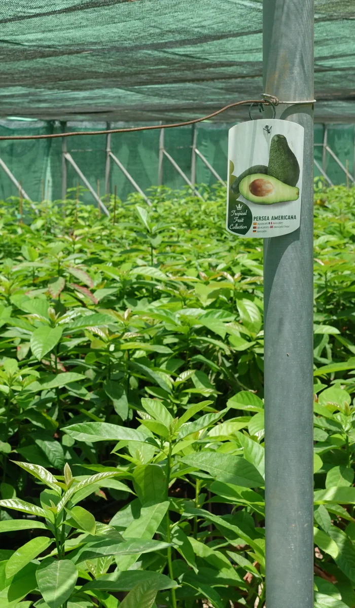 variedades aguacate